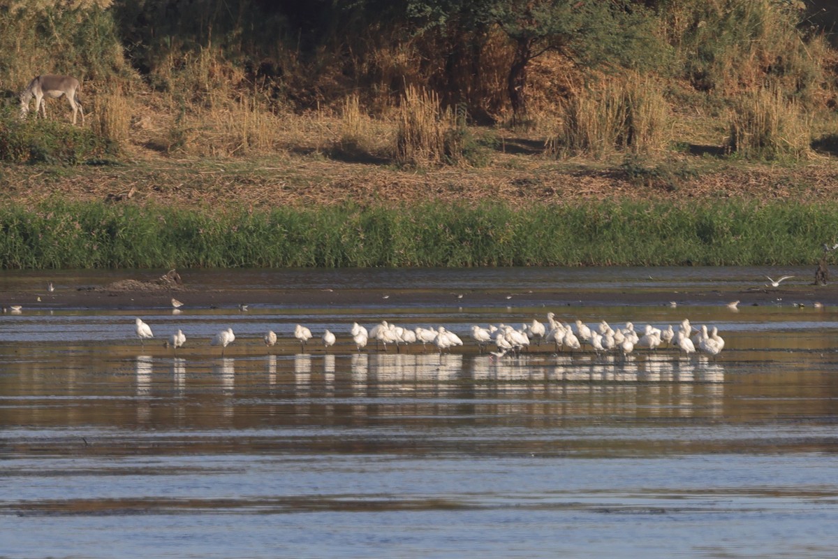 Eurasian Spoonbill - Fabio Olmos