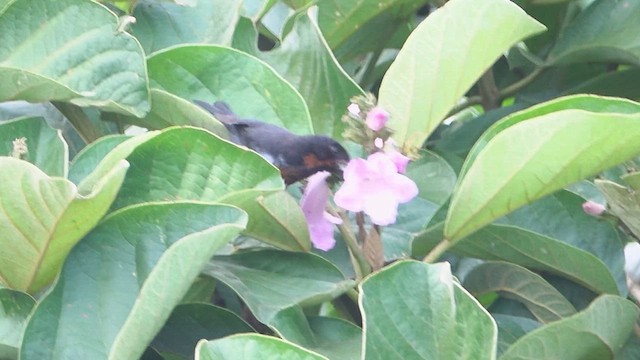 Black-throated Flowerpiercer - ML612714009