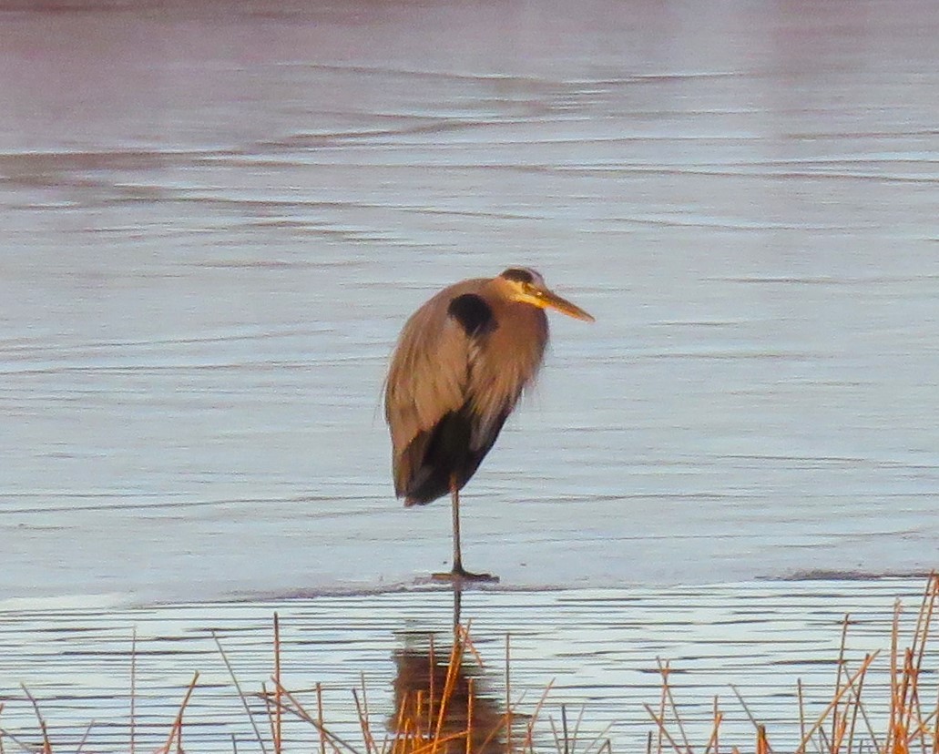 Great Blue Heron - ML612714014