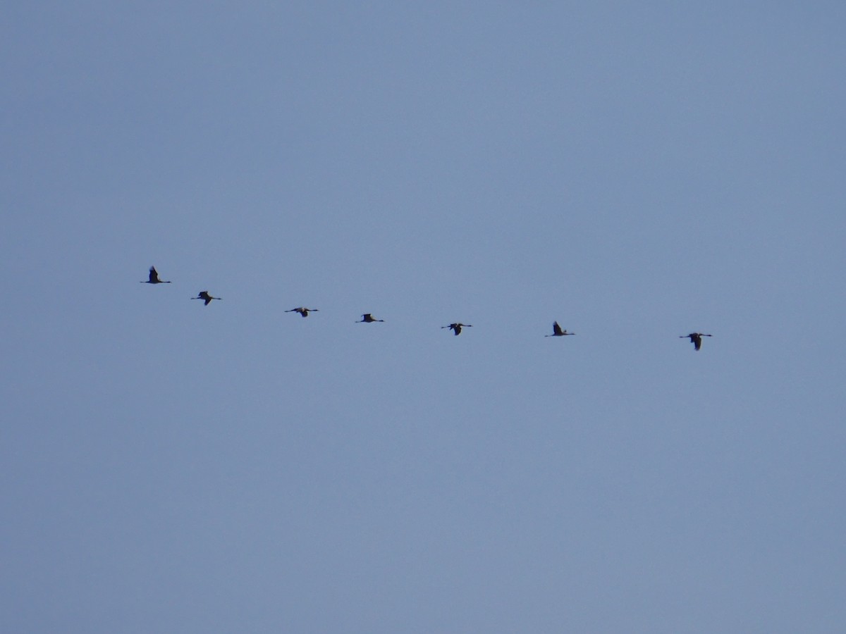 Common Crane - ML612714139