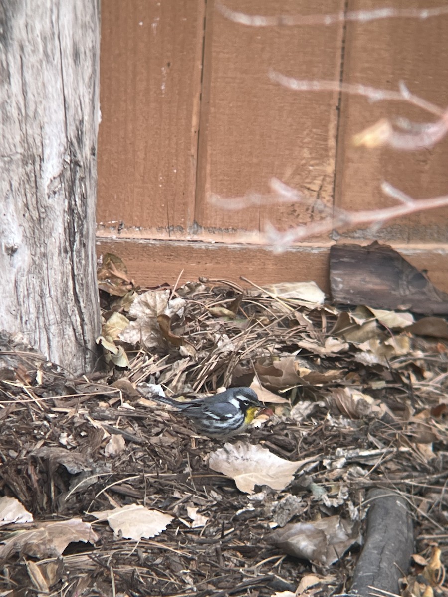 Yellow-throated Warbler - Adrian Rouse