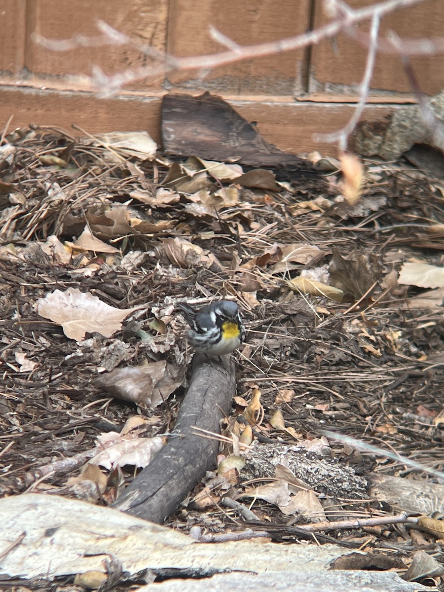 Yellow-throated Warbler - Adrian Rouse