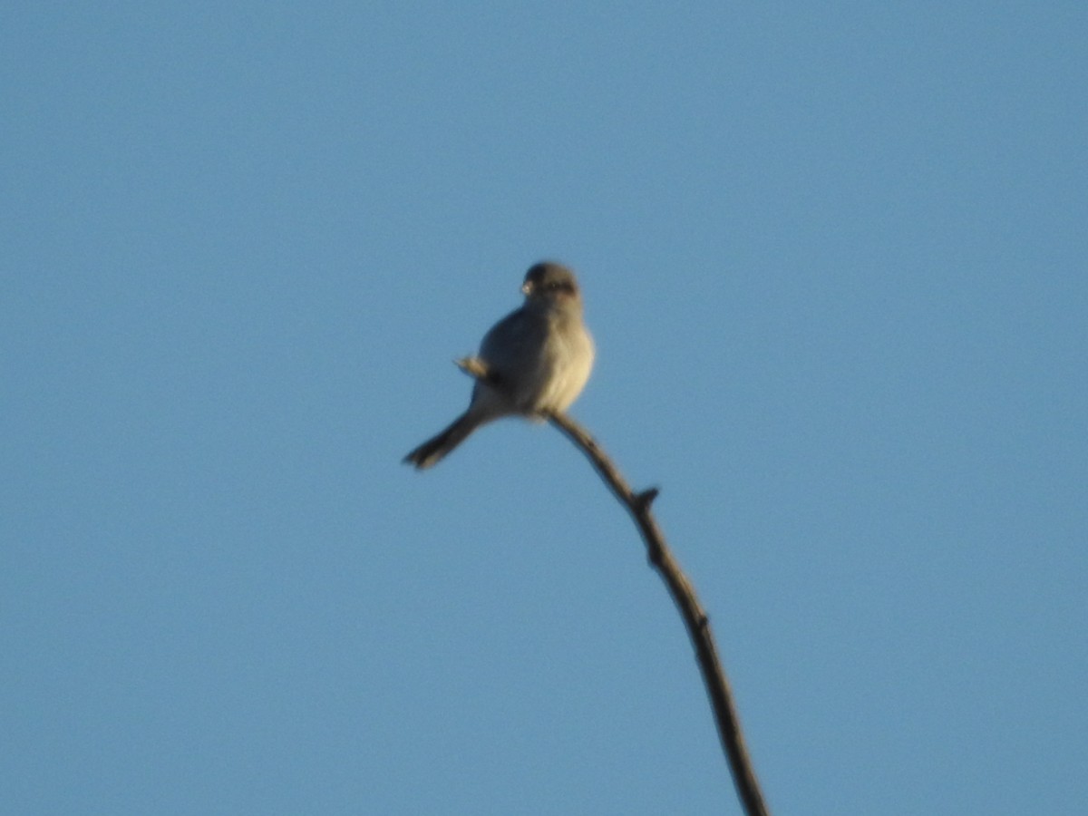 Northern Shrike - ML612714166