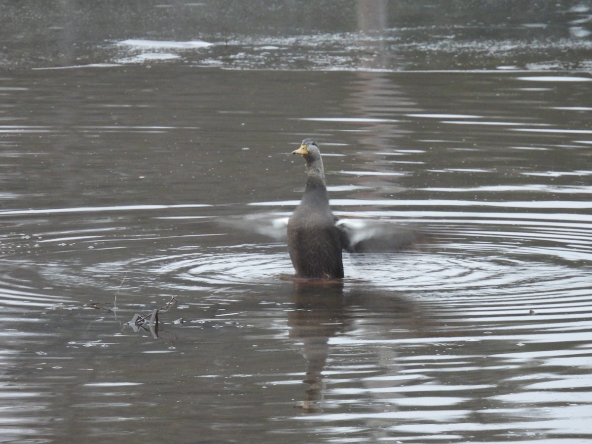 American Black Duck - ML612714173