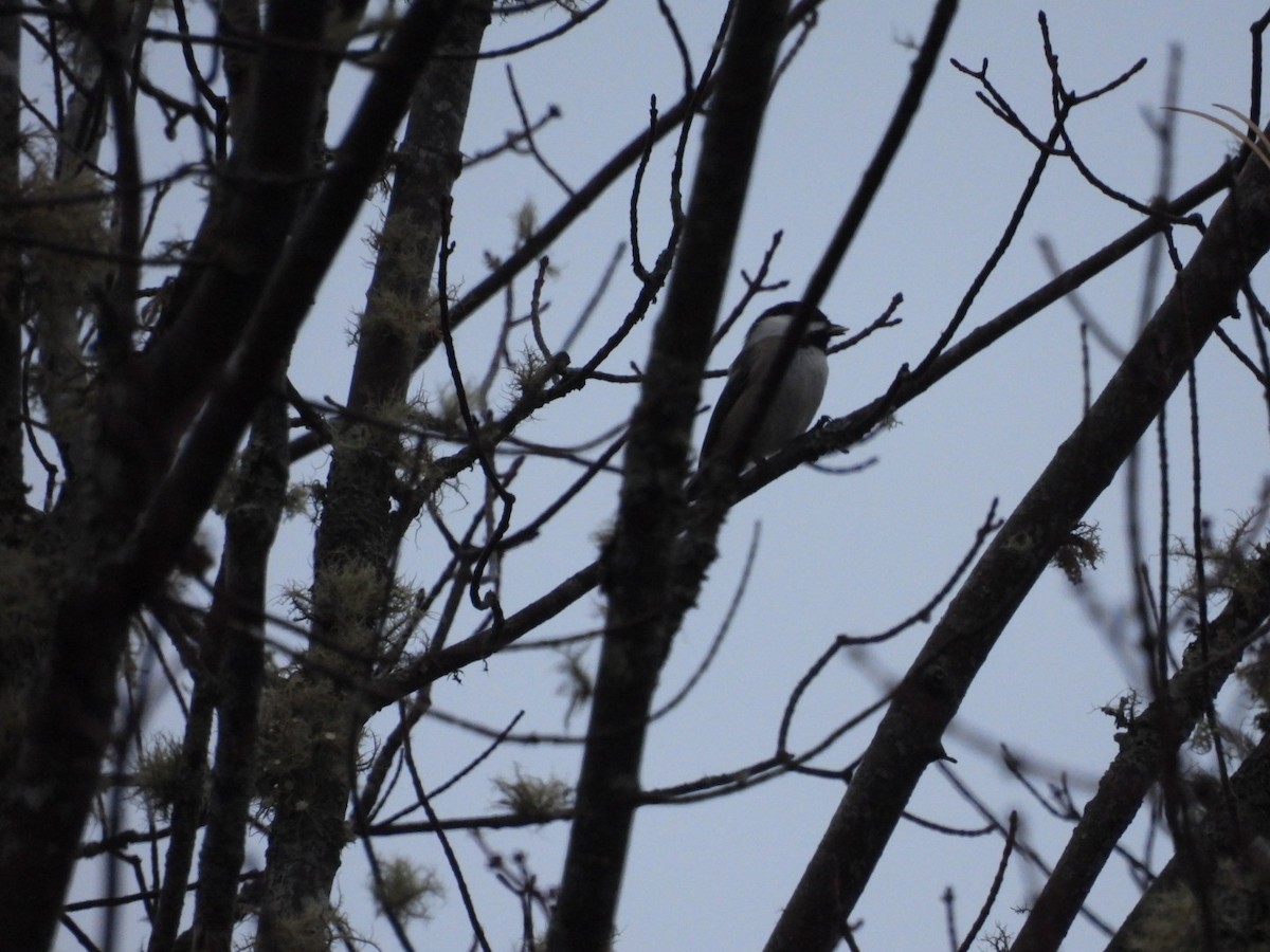 Black-capped Chickadee - ML612714178