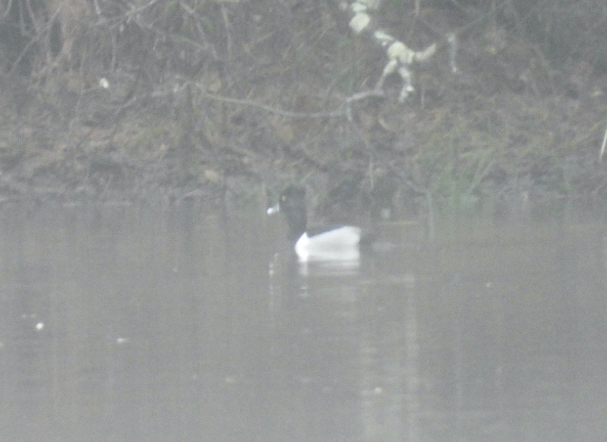 Ring-necked Duck - ML612714228