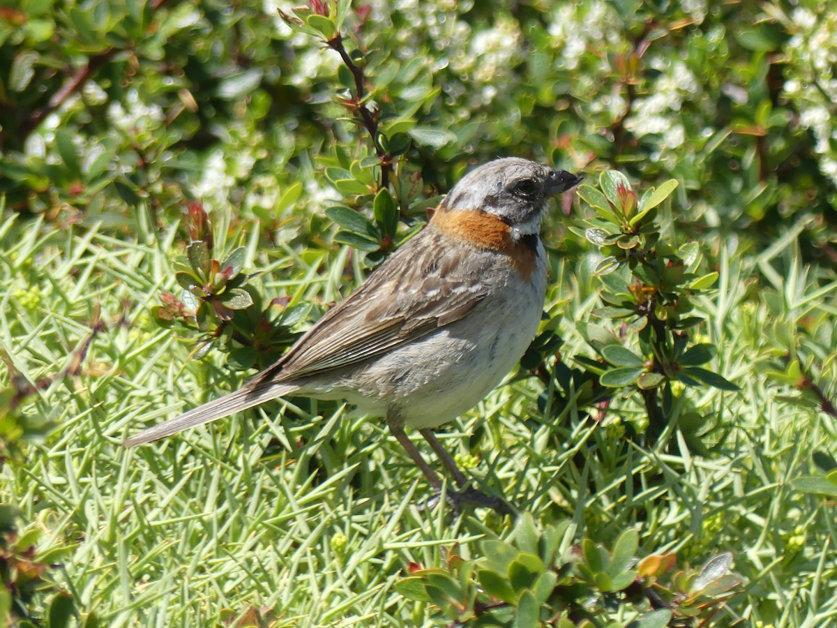 Rufous-collared Sparrow - ML612714258