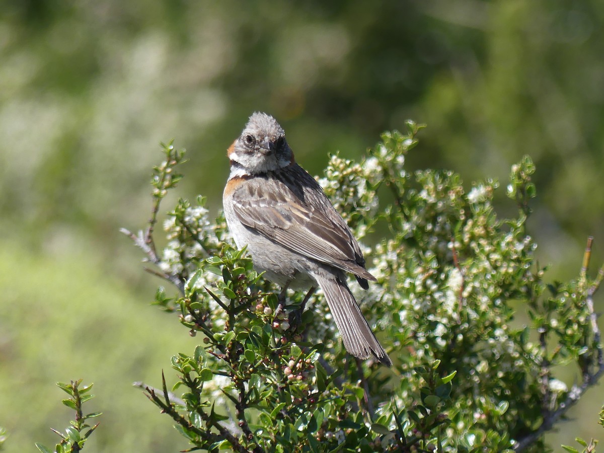 Rufous-collared Sparrow - ML612714259