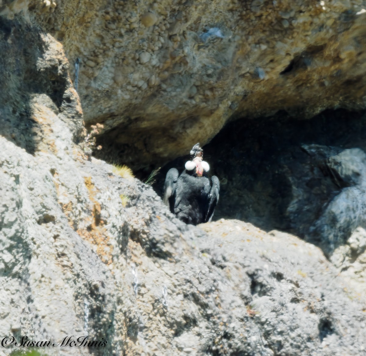 Andean Condor - ML612714284