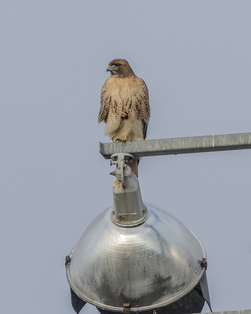 Red-tailed Hawk - ML612714294