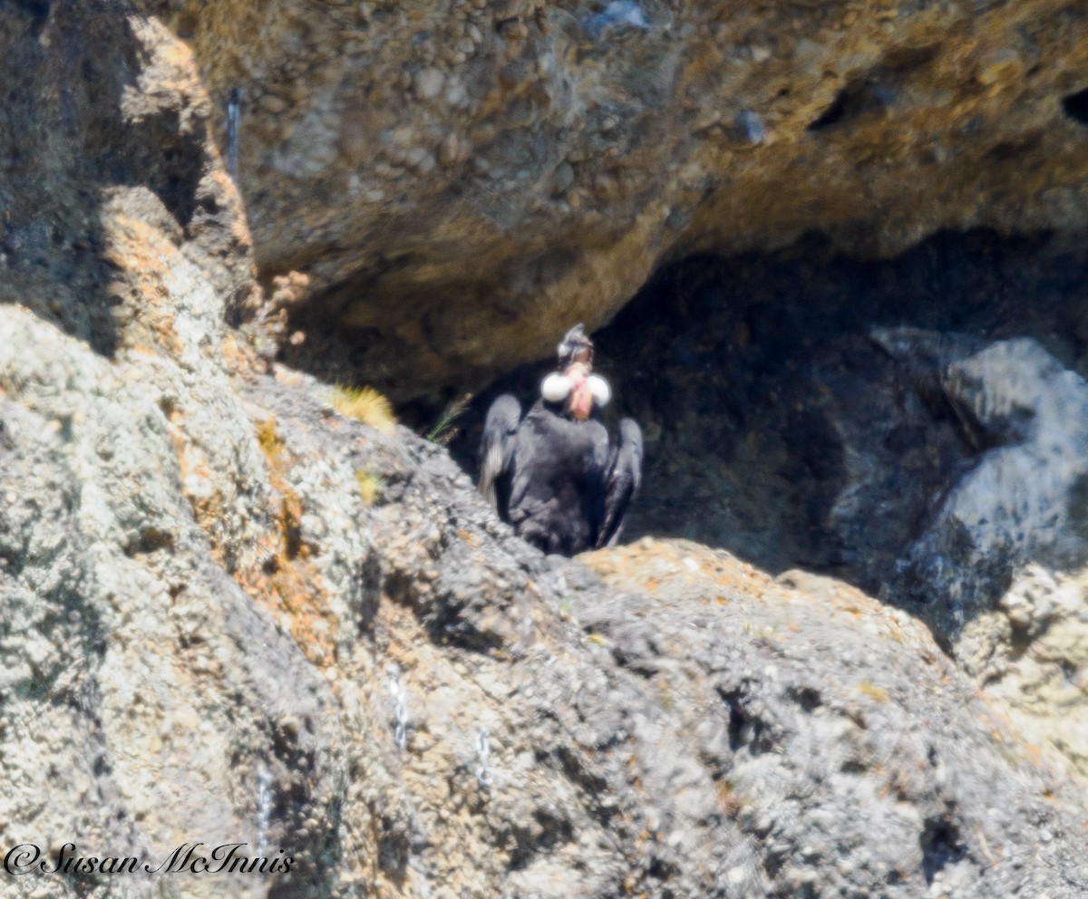 Andean Condor - ML612714310