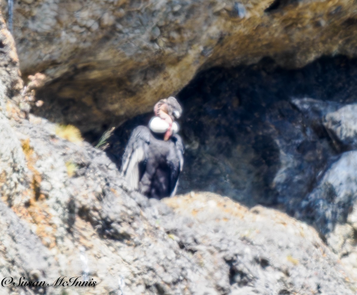 Andean Condor - ML612714375