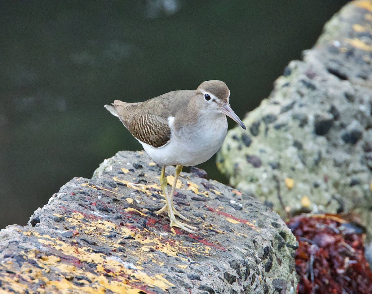 Spotted Sandpiper - ML612714386