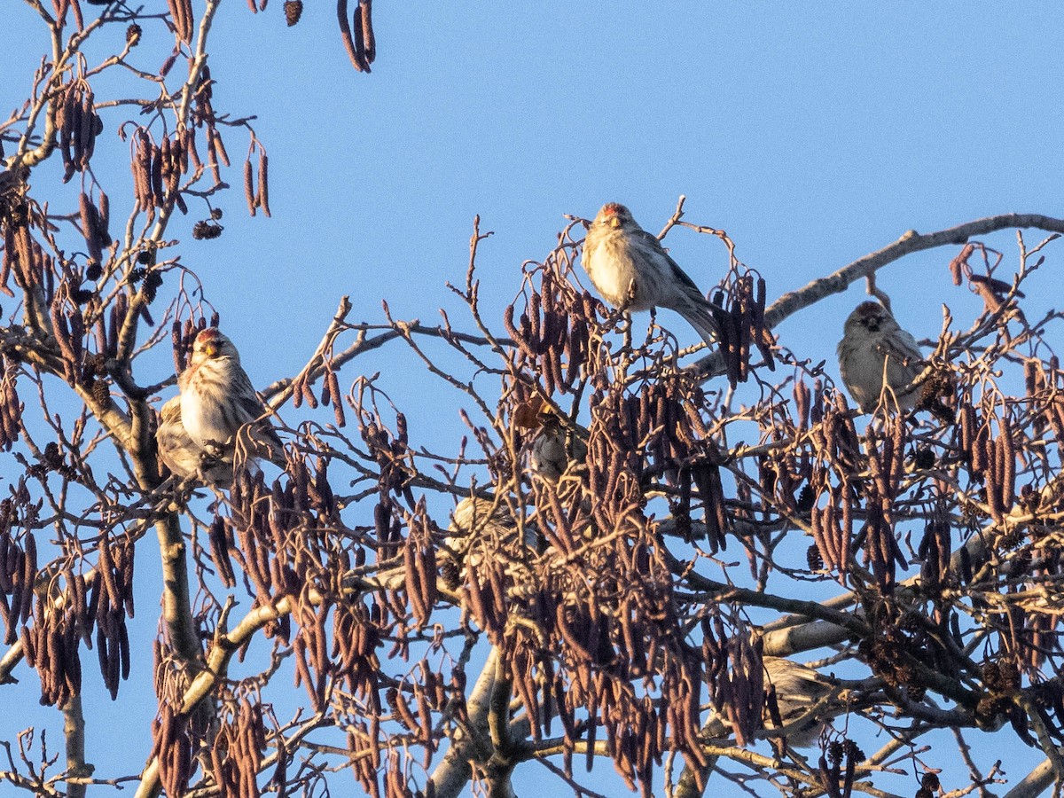 Redpoll (Common) - ML612714415