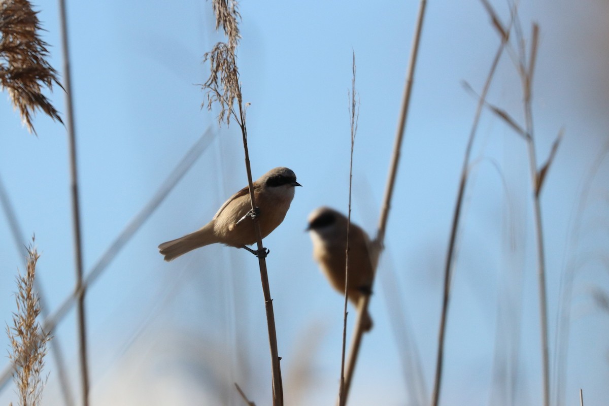 Eurasian Penduline-Tit - ML612714567