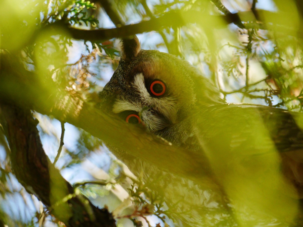 Long-eared Owl - ML612714578