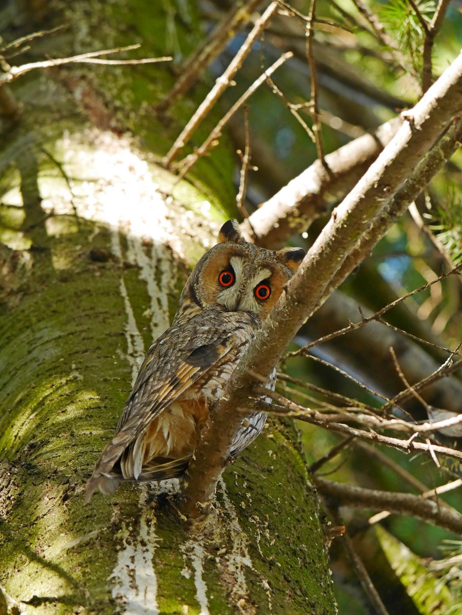 Long-eared Owl - ML612714579