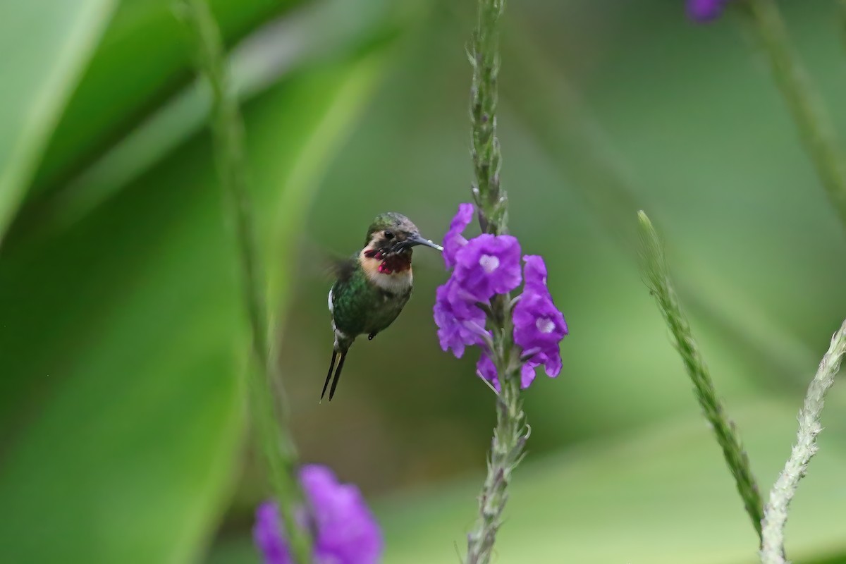 Amethyststernkolibri - ML612714584