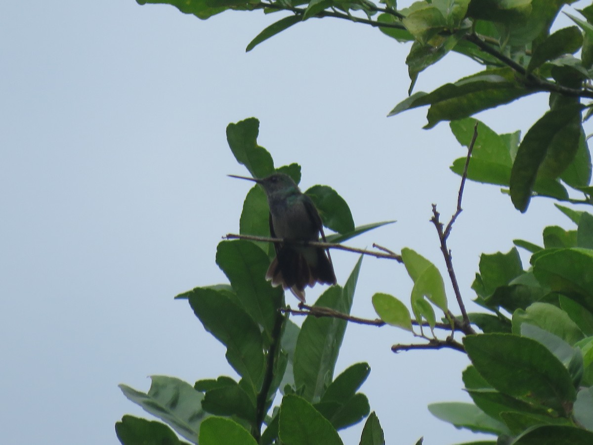Rufous-tailed Hummingbird - ML612714587