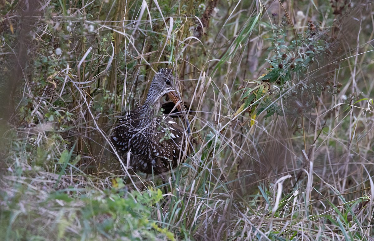 Limpkin (Speckled) - Jay McGowan