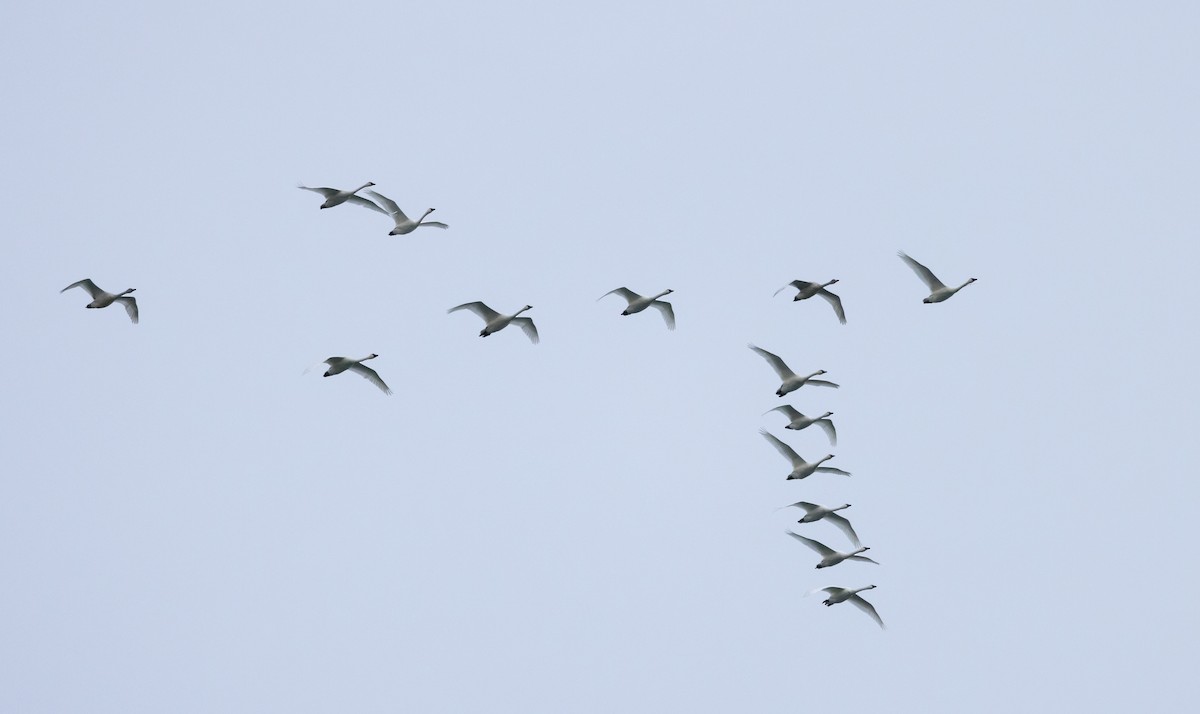 Tundra Swan (Whistling) - ML612714713