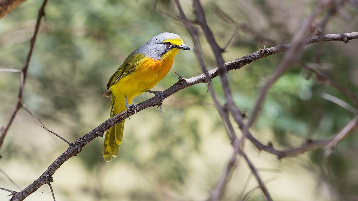 Sulphur-breasted Bushshrike - David Newell