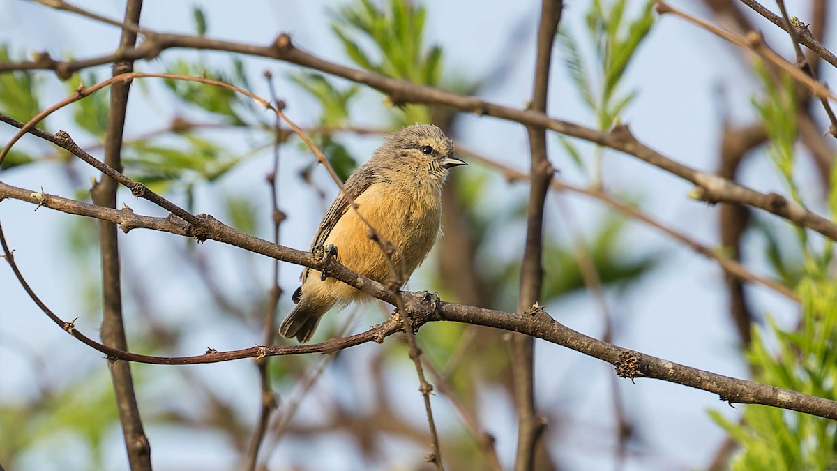 moudivláček africký - ML612714766