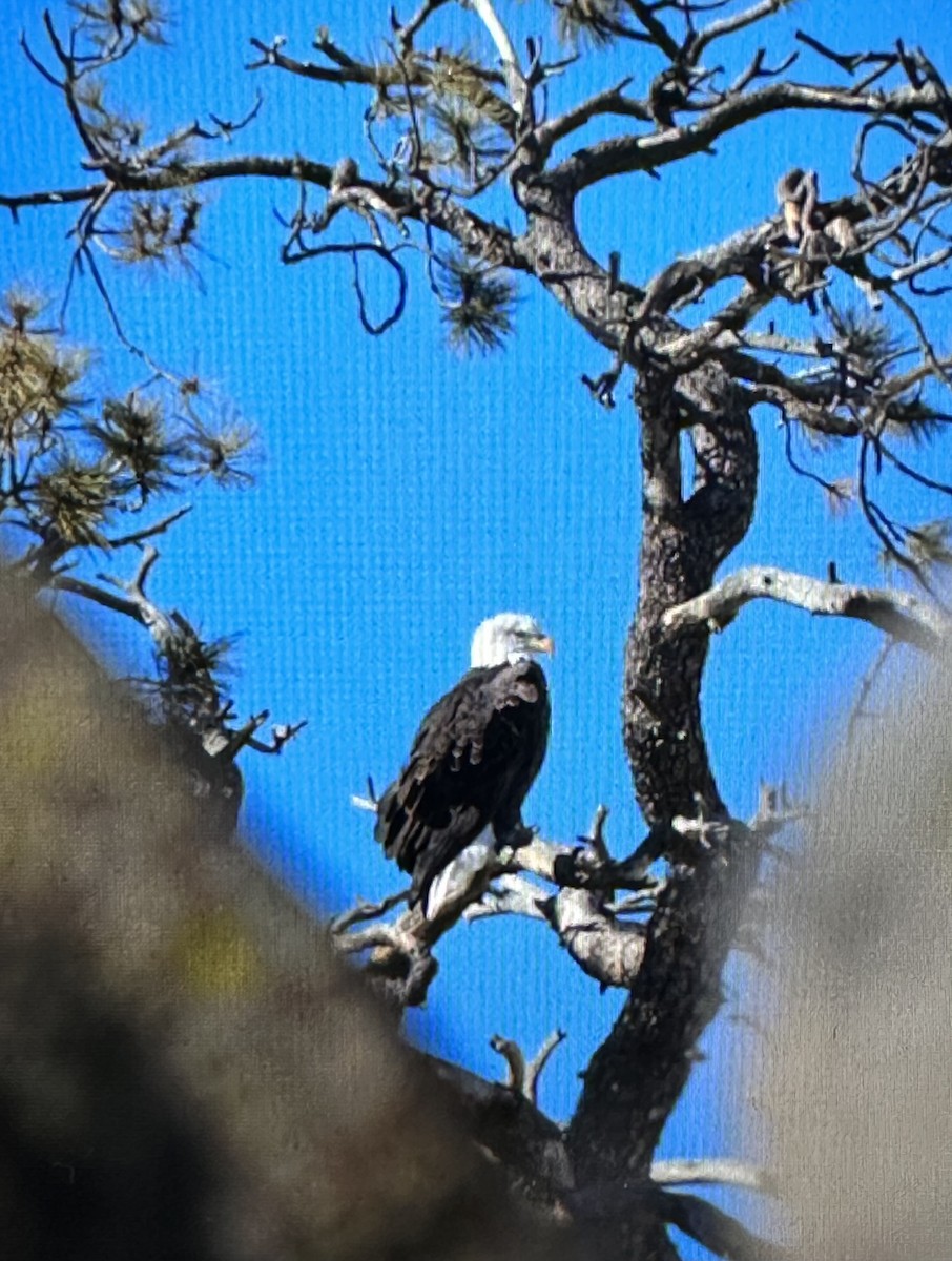 Bald Eagle - ML612714831