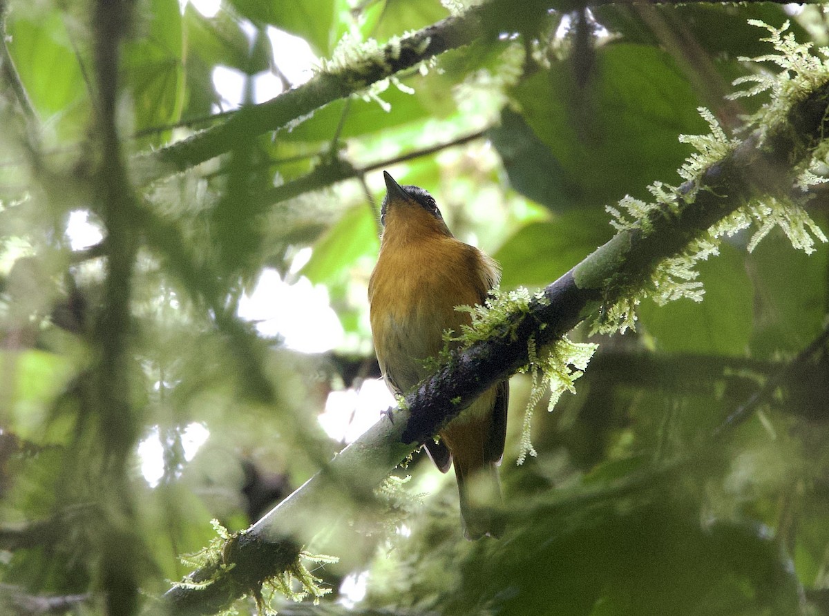 White-bellied Robin-Chat - ML612714901