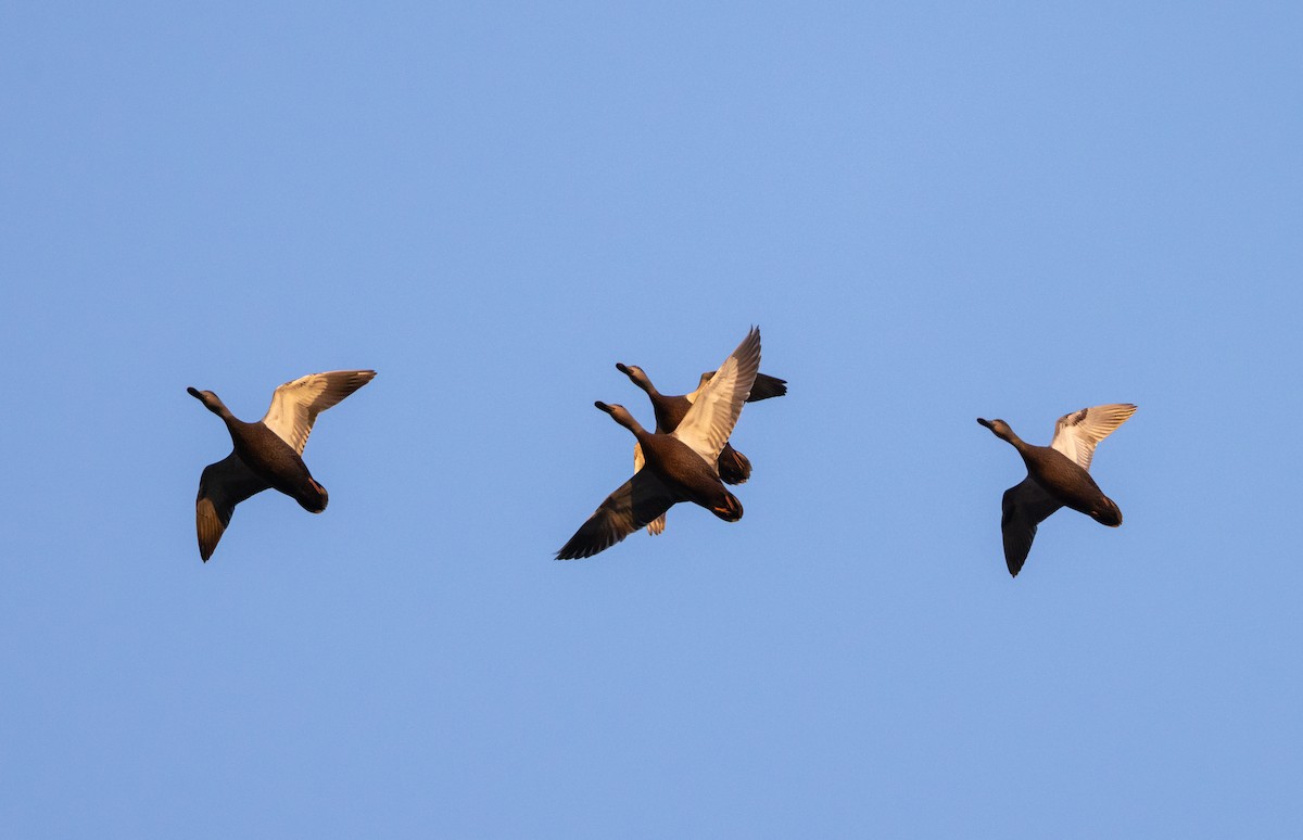 American Black Duck - Jay McGowan