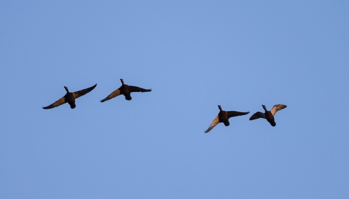 American Black Duck - ML612714903