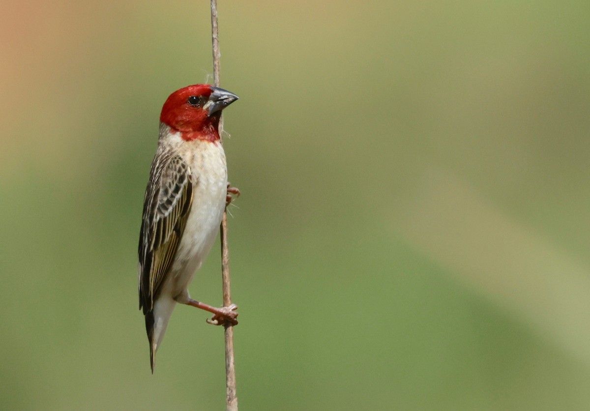 Red-headed Quelea - ML612714916