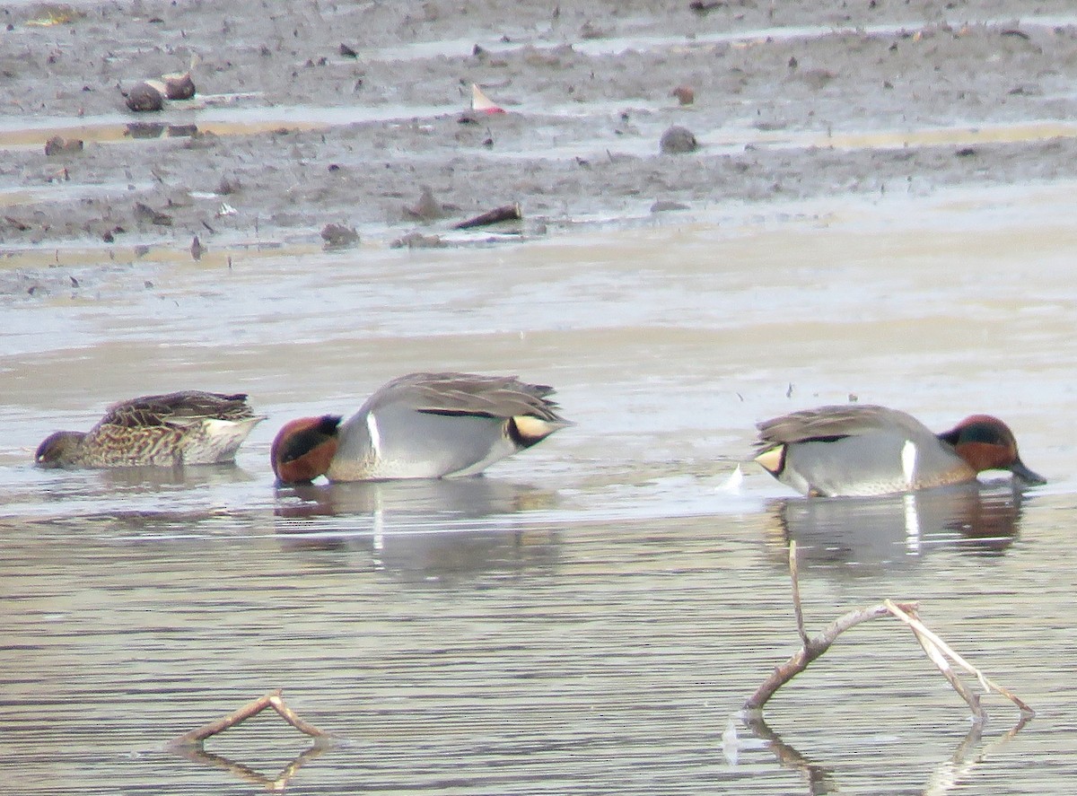 Green-winged Teal - ML612714921