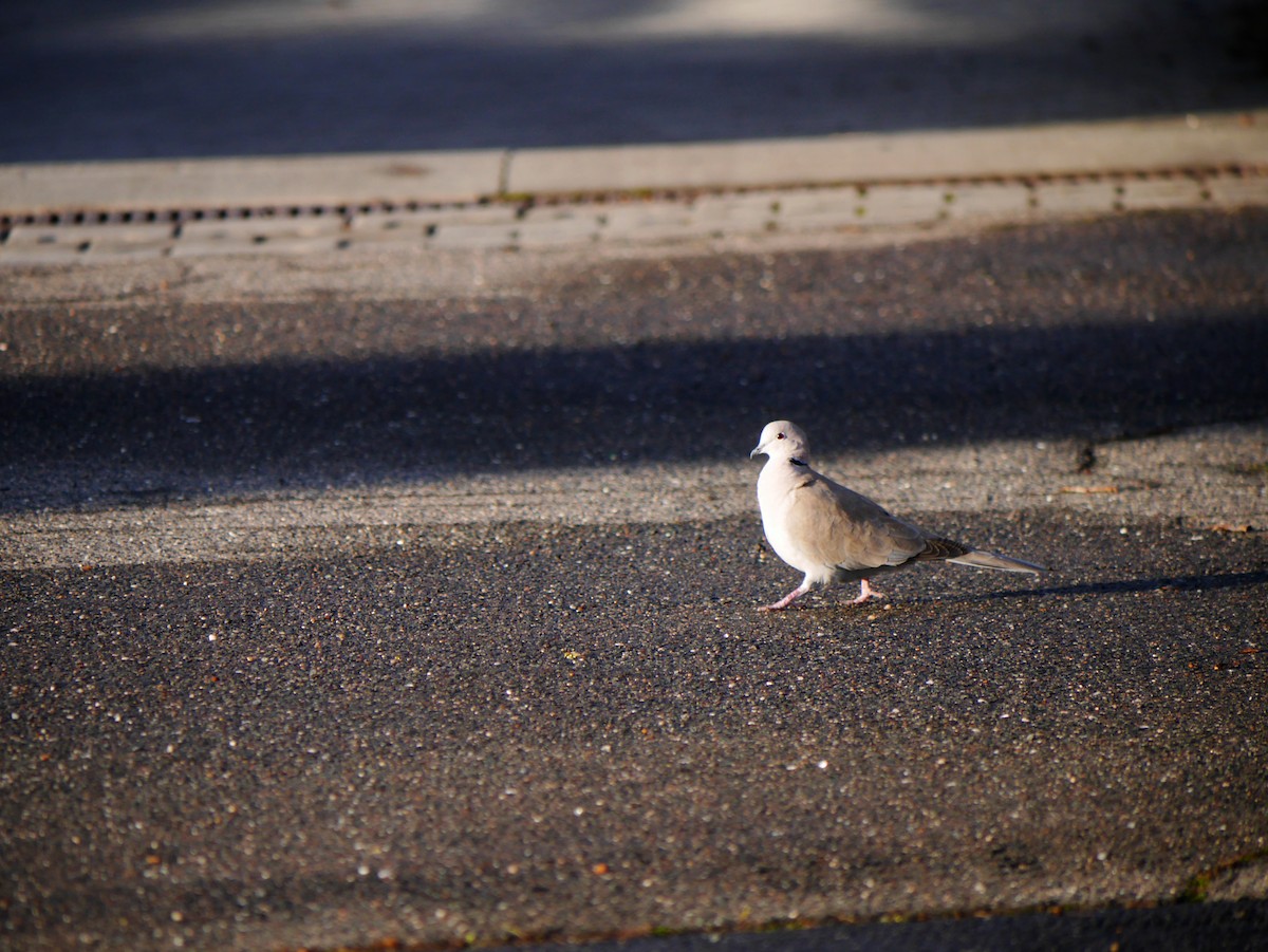 Eurasian Collared-Dove - ML612714922