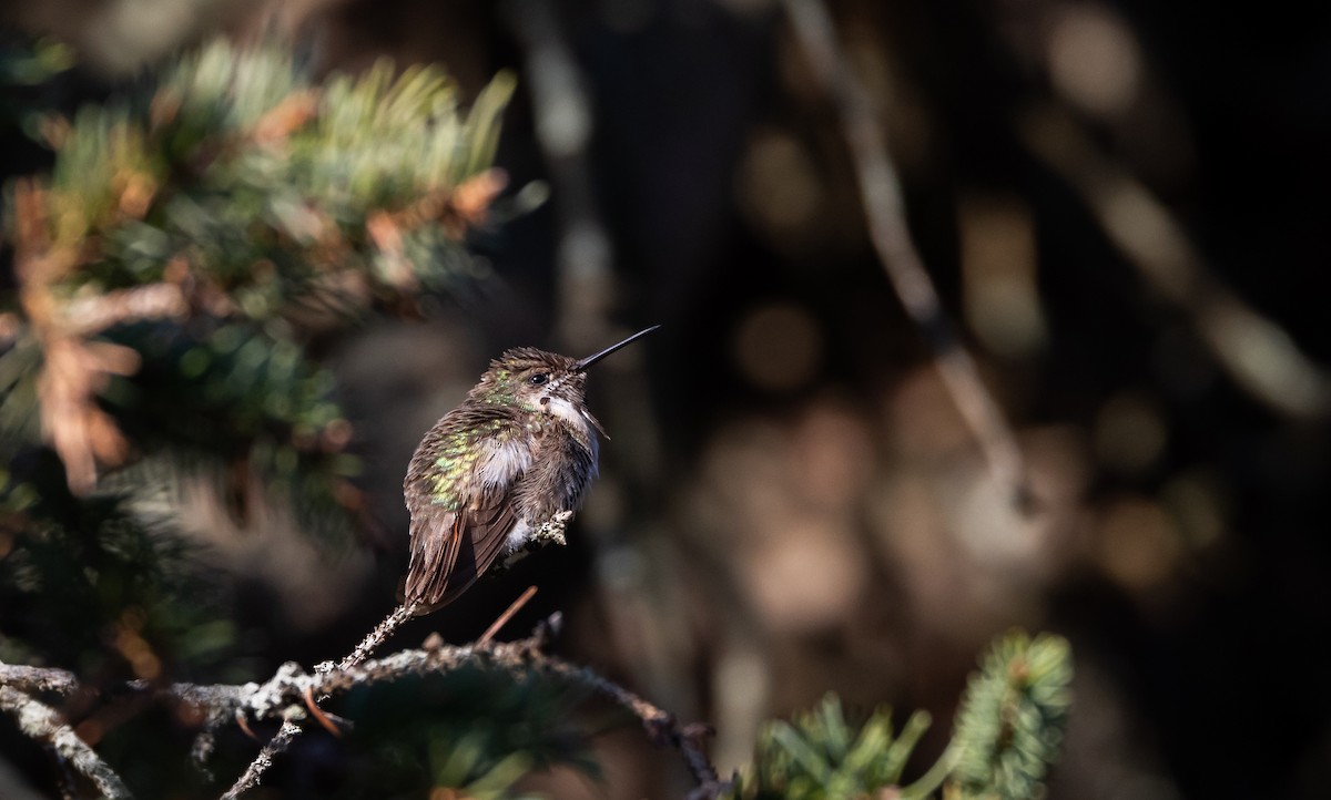 Calliope Hummingbird - ML612714947