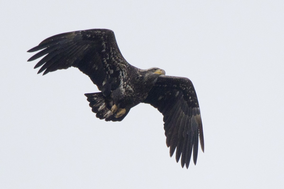 Bald Eagle - Michael Bowen