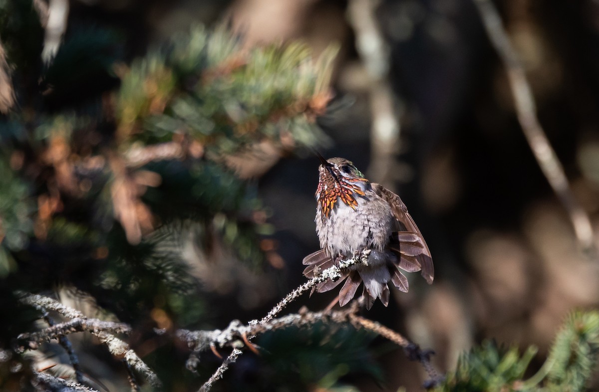 Calliope Hummingbird - ML612714967