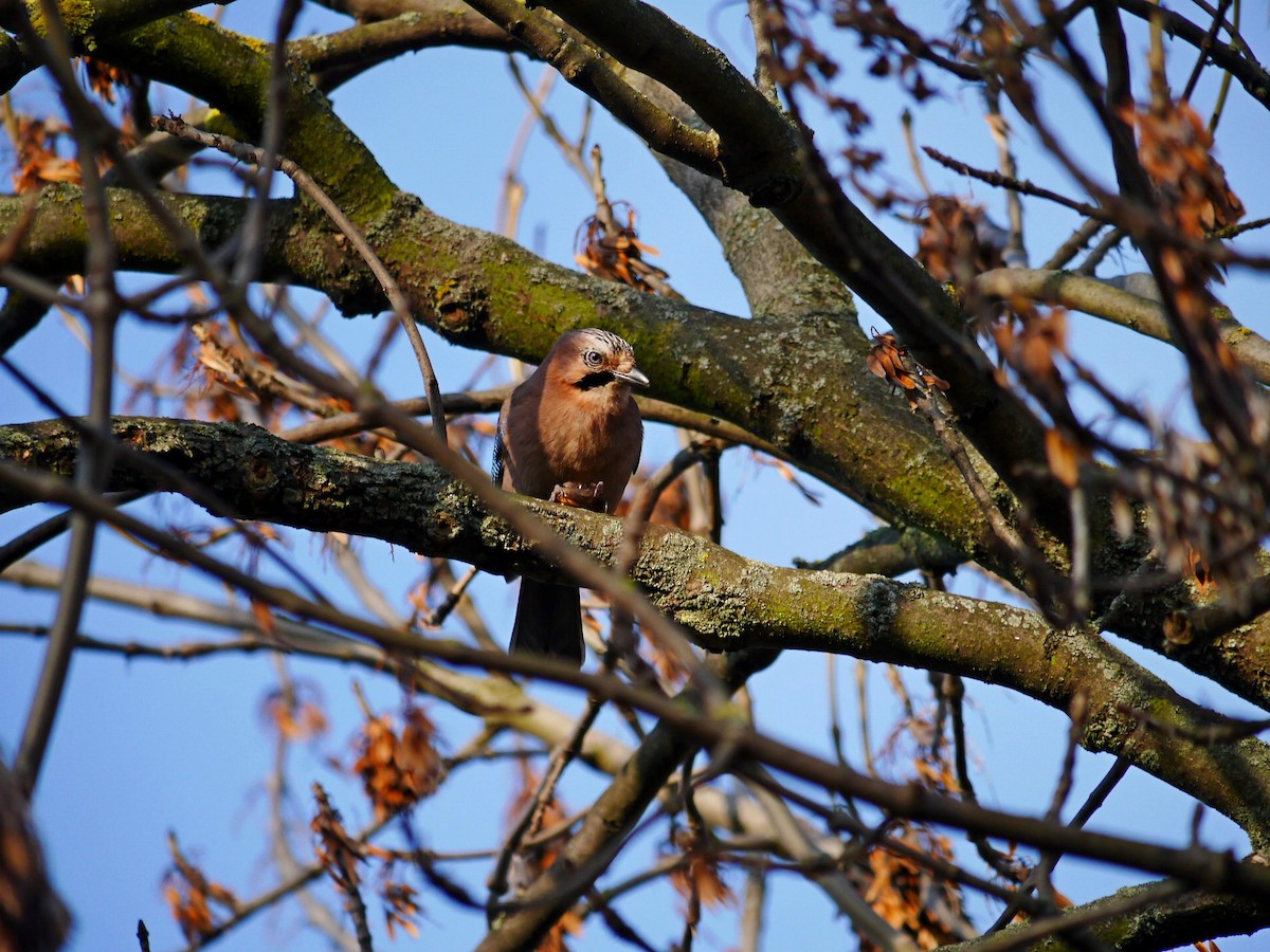 Eurasian Jay - ML612714973
