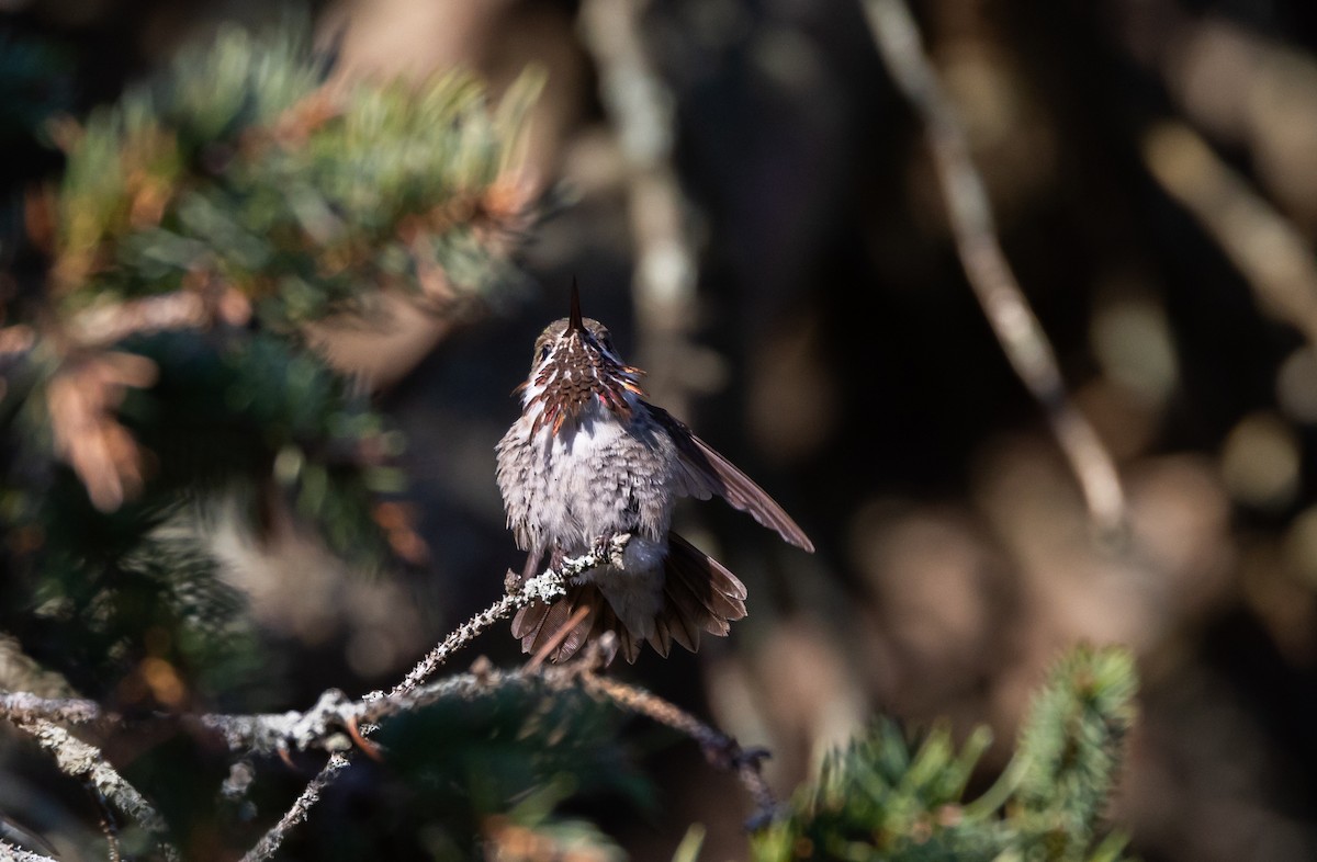 Calliope Hummingbird - ML612714983