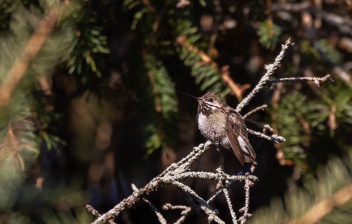 Calliope Hummingbird - ML612714997
