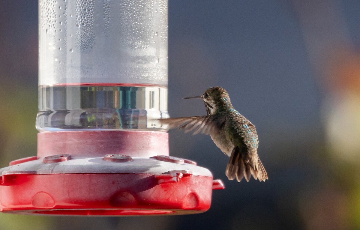 Calliope Hummingbird - ML612715014
