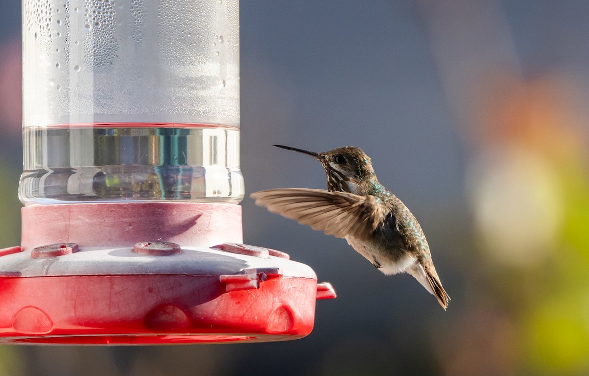 Calliope Hummingbird - ML612715021