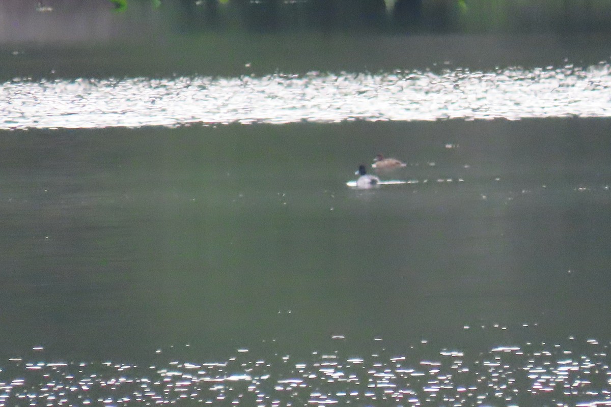Ring-necked Duck - ML612715023