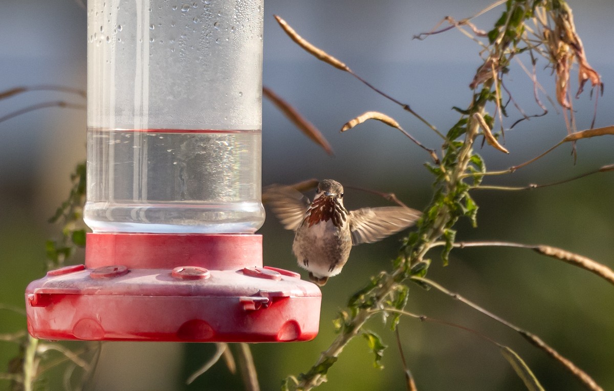 Calliope Hummingbird - ML612715039