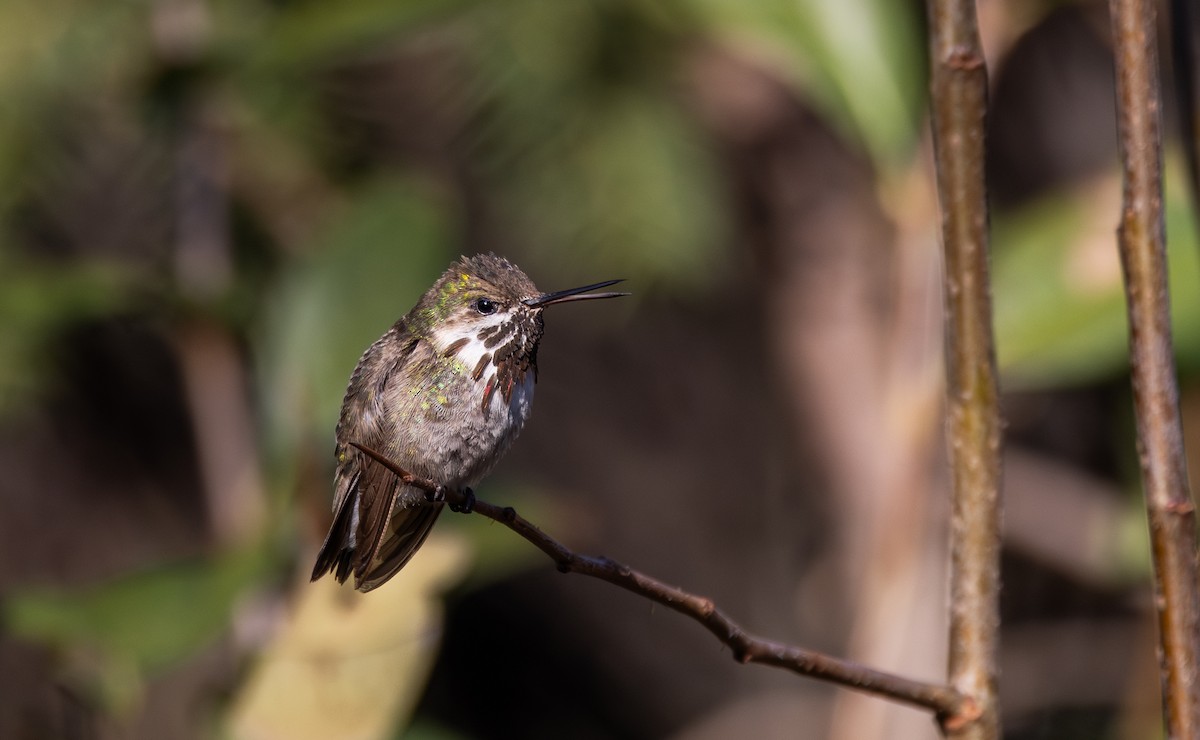 Calliope Hummingbird - ML612715041