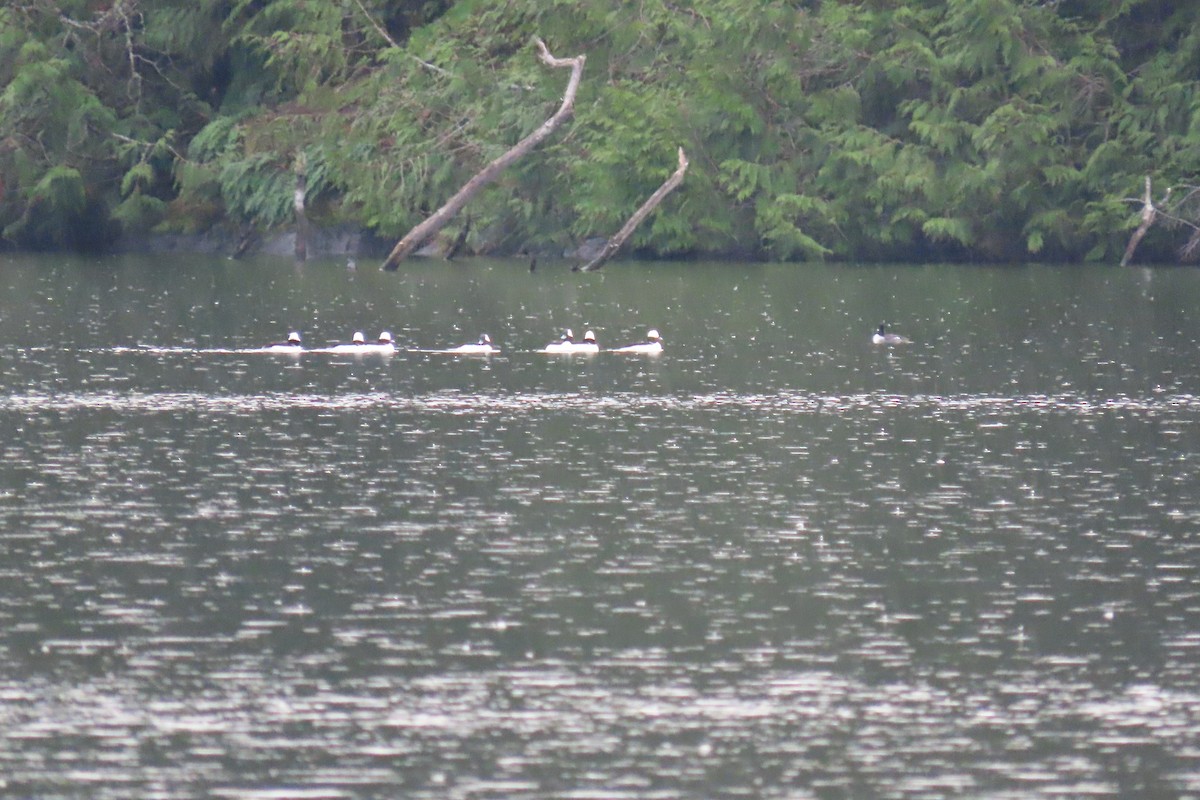 Bufflehead - ML612715050