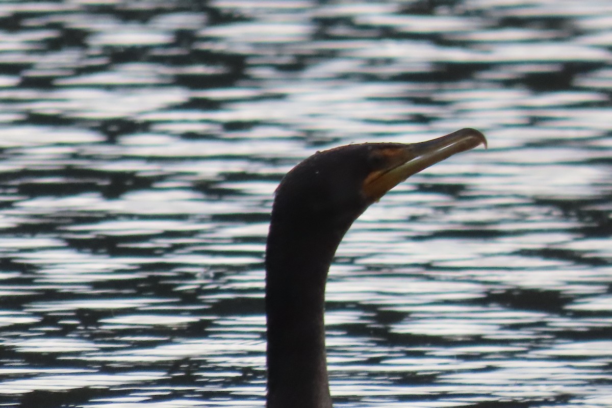 Double-crested Cormorant - ML612715076