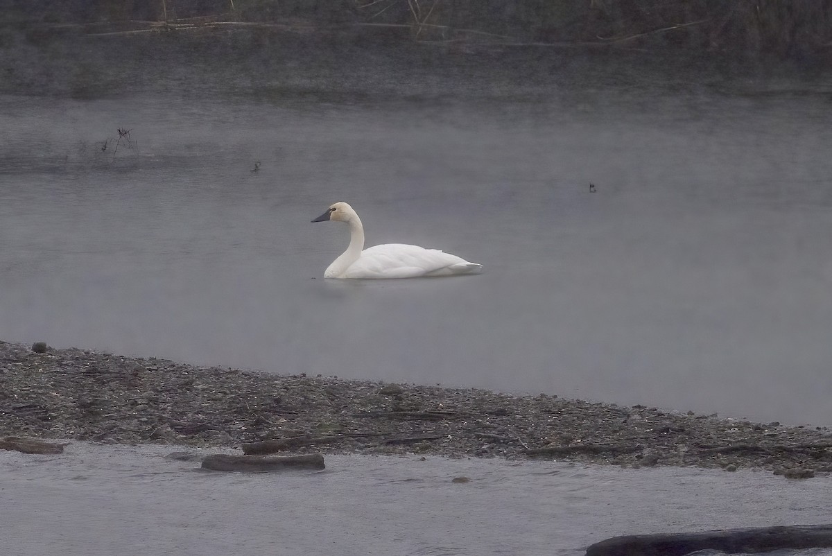 Tundra Swan - ML612715105