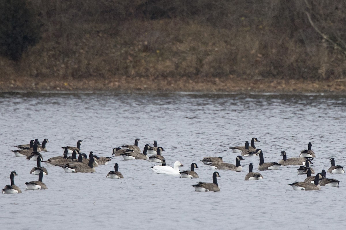 Canada Goose - ML612715107