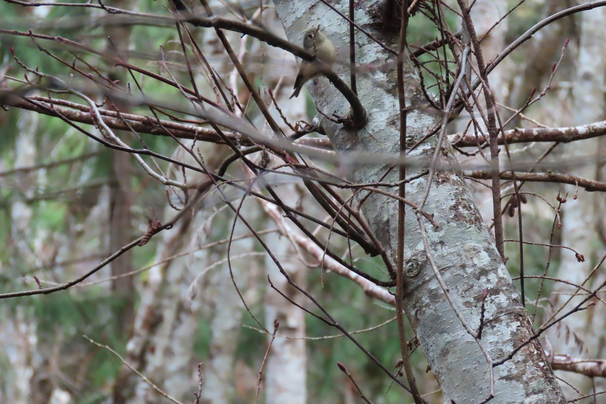 Golden-crowned Kinglet - ML612715117